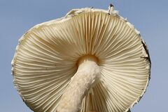 Lepiota erminea