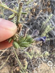 Echium gaditanum