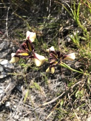 Moraea lurida