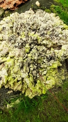 Melanohalea exasperatula