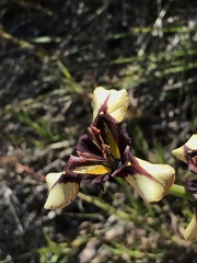 Moraea lurida