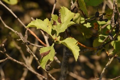 Crataegus viridis glabriuscula