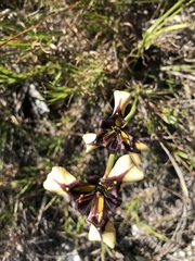 Moraea lurida