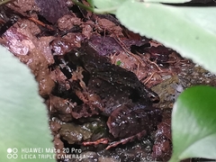 Limnonectes malesianus