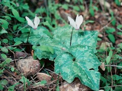 Cyclamen rhodium