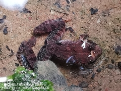 Limnonectes malesianus