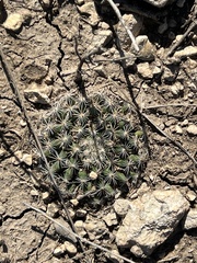 Mammillaria heyderi