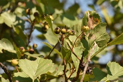 Crataegus viridis glabriuscula