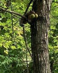 Sciurus carolinensis