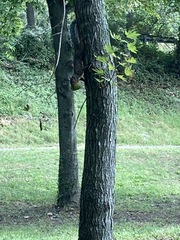 Sciurus carolinensis