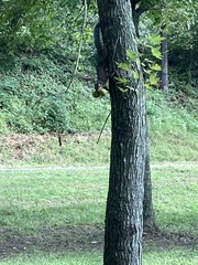 Sciurus carolinensis