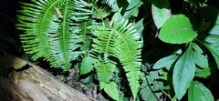Dicranopteris