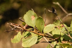 Crataegus viridis glabriuscula