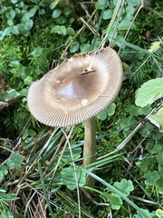 Amanita umbrinolutea