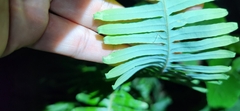 Dicranopteris