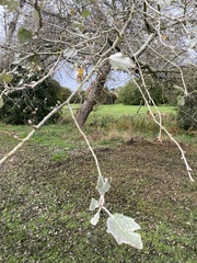 Populus alba