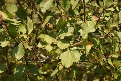Crataegus viridis glabriuscula