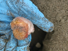 Lepidochelys olivacea