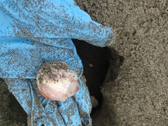 Lepidochelys olivacea