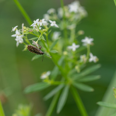 Nithecus jacobaeae
