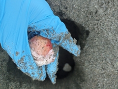 Lepidochelys olivacea