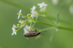 Nithecus jacobaeae