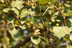 Crataegus viridis glabriuscula