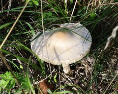 Lepiota erminea