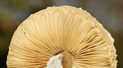 Lepiota erminea