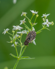 Nithecus jacobaeae