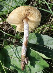 Lepiota erminea