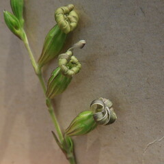 Silene burchellii
