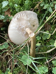 Amanita umbrinolutea