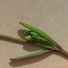 Silene burchellii
