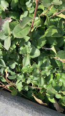 Trachelospermum asiaticum