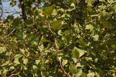 Crataegus viridis glabriuscula