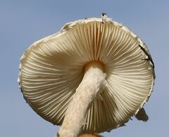 Lepiota erminea