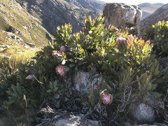 Protea magnifica