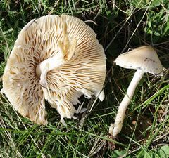 Lepiota erminea