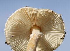 Lepiota erminea