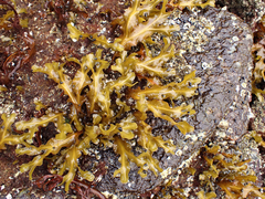 Fucus distichus