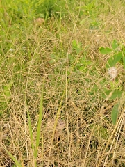 Panicum capillare