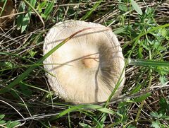 Lepiota erminea