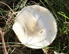 Lepiota erminea