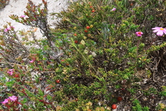 Silene burchellii