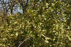 Crataegus viridis glabriuscula