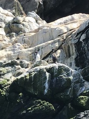 Spheniscus humboldti