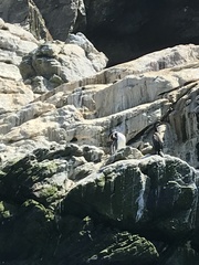 Spheniscus humboldti