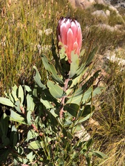Protea laurifolia