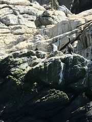 Spheniscus humboldti